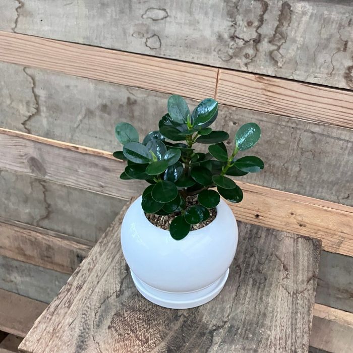 観葉植物現品販売