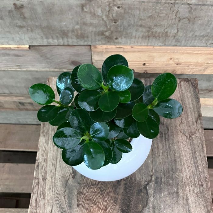 観葉植物現品販売