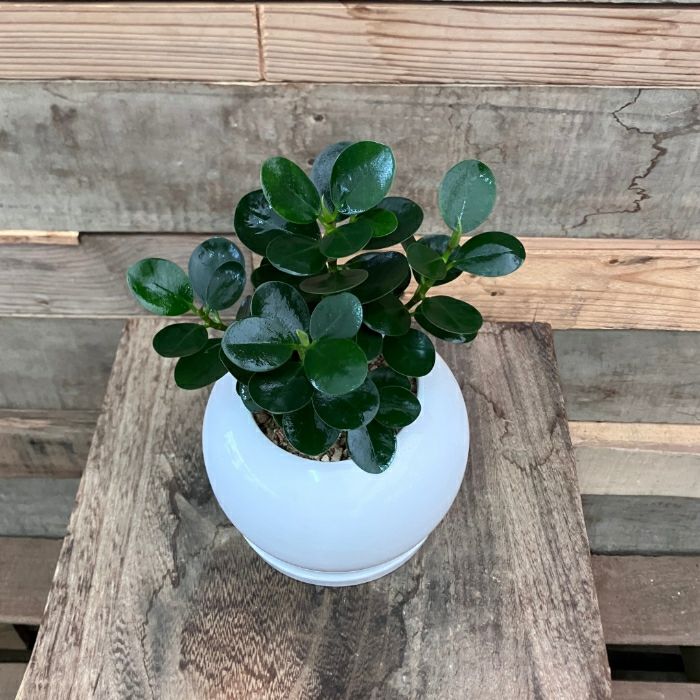 観葉植物現品販売