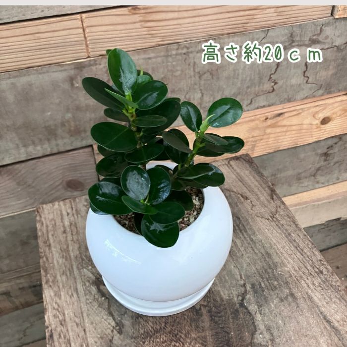 観葉植物現品販売