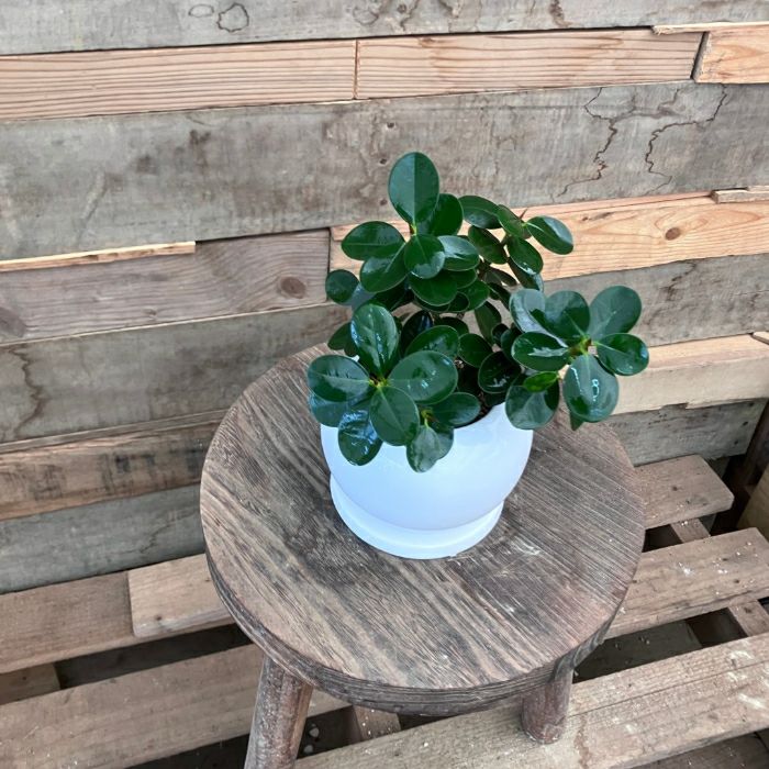 観葉植物現品販売