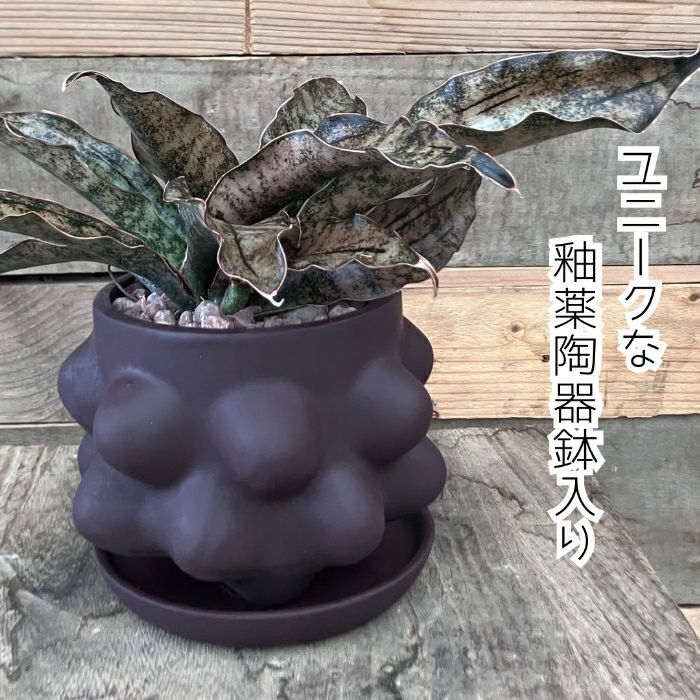 観葉植物現品販売
