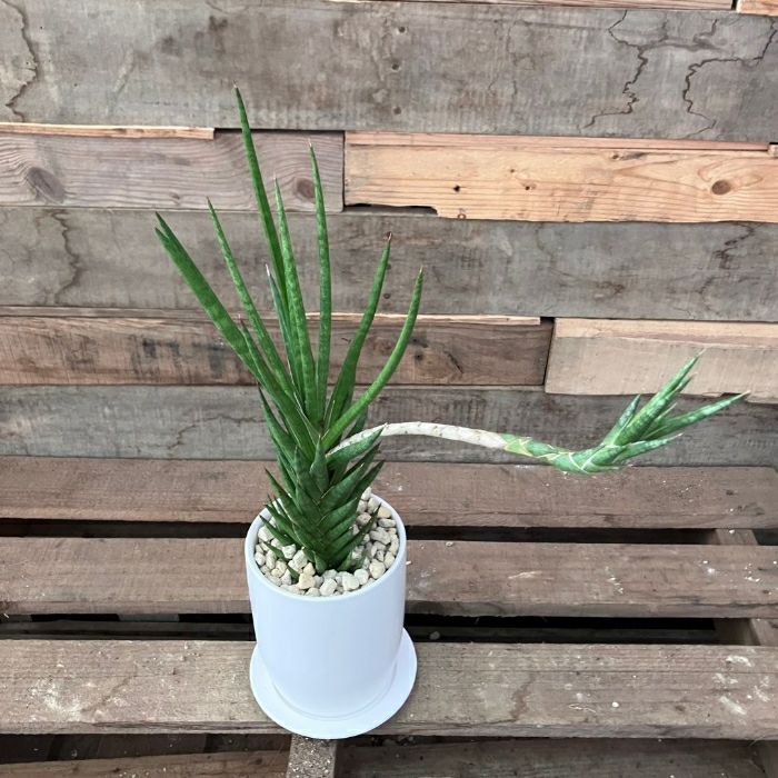 観葉植物現品販売