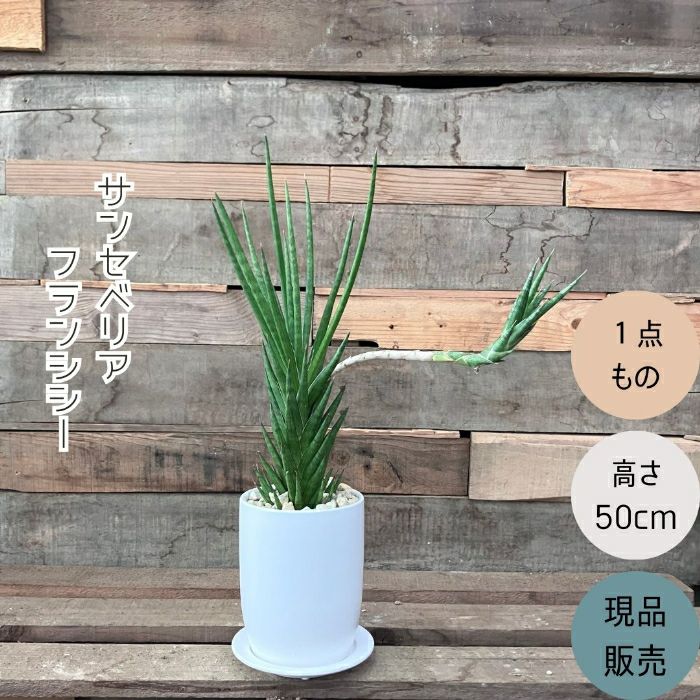 観葉植物現品販売
