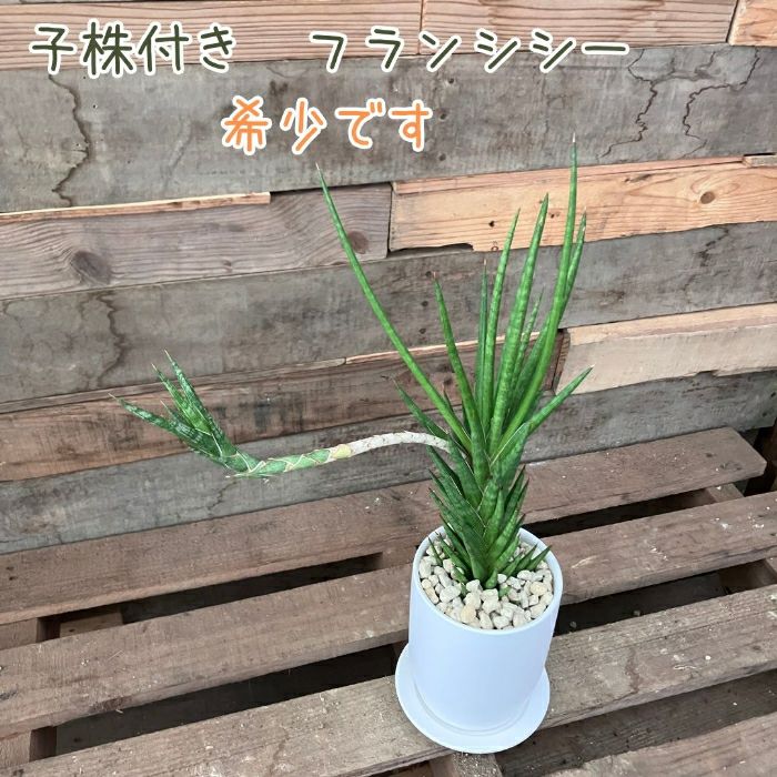 観葉植物現品販売