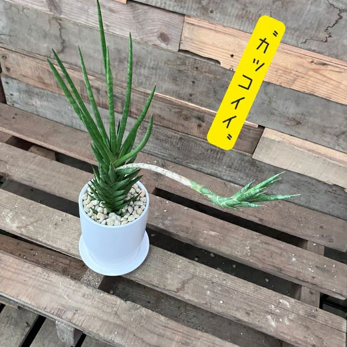 観葉植物現品販売