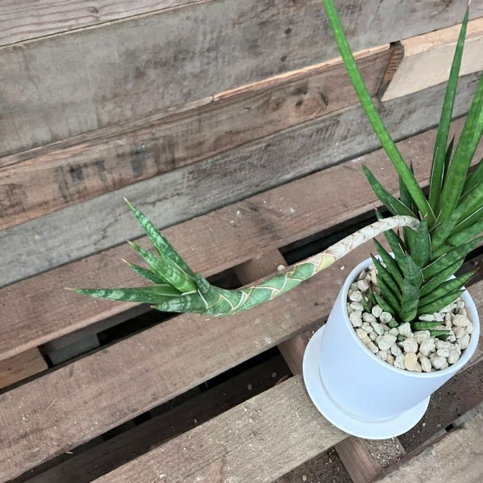 観葉植物現品販売