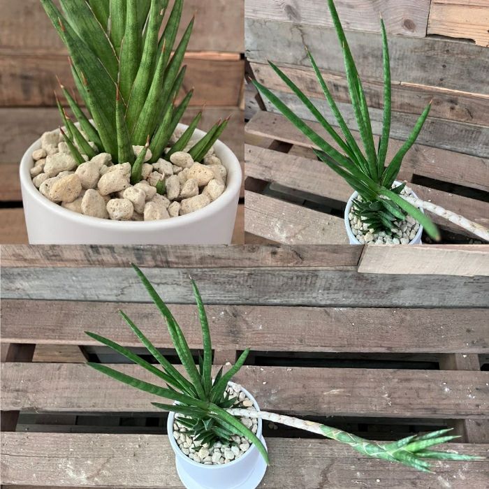 観葉植物現品販売