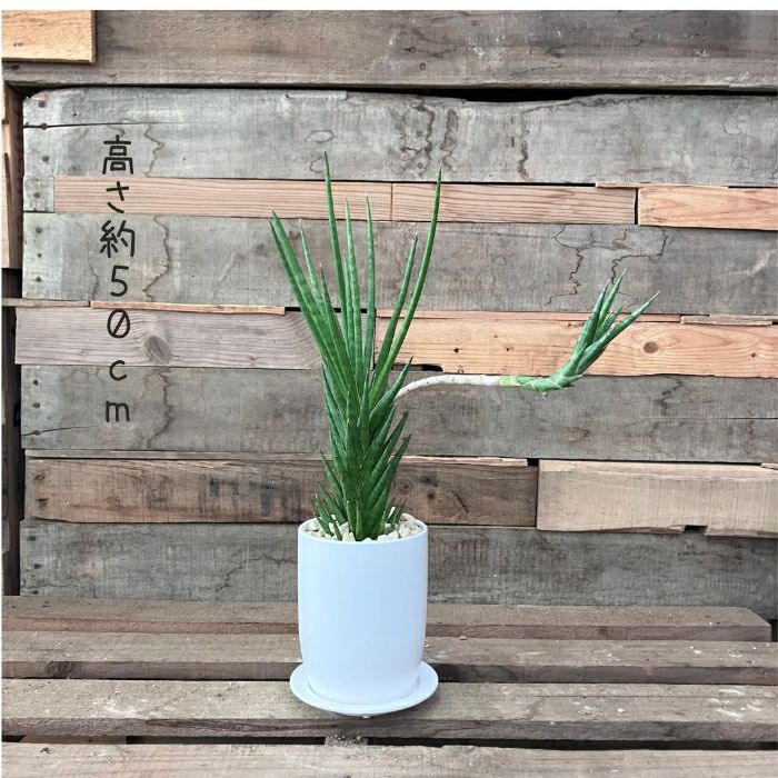 観葉植物現品販売