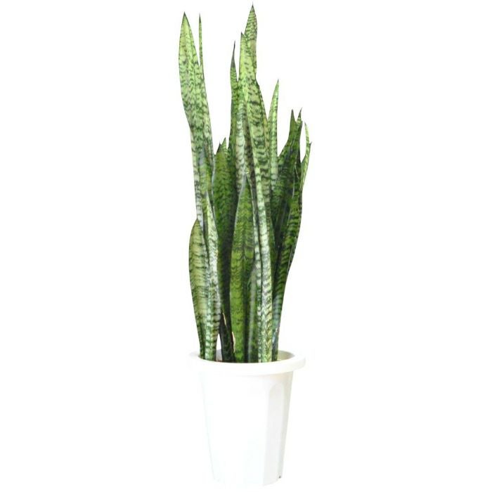 観葉植物 サンスベリア ゼラニカ大型90cm値段相談、 株分け可能 サンスベリア・ゼラニカ 【観葉植物 大型8号鉢・リビングやオフィスの