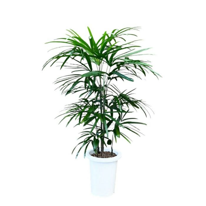 シュロチク 7号鉢 観葉植物 本物