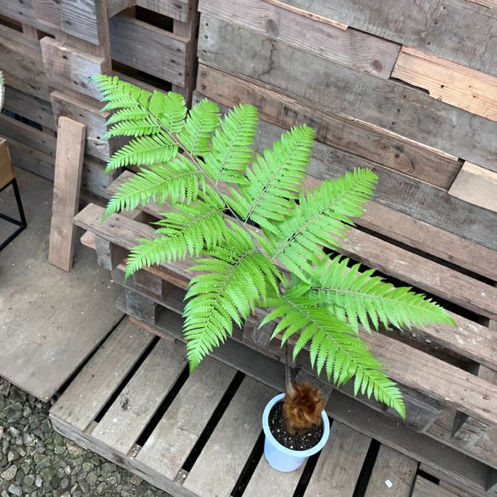 観葉植物現品販売