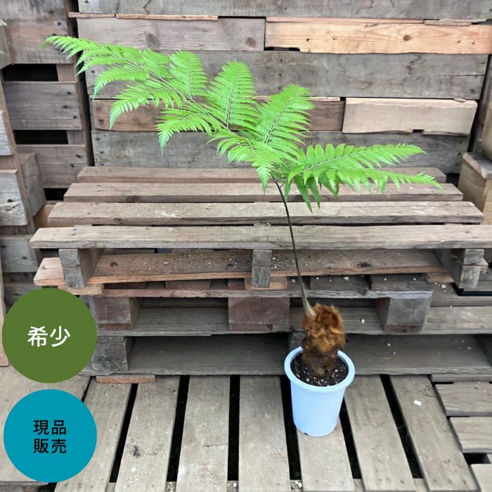 観葉植物現品販売