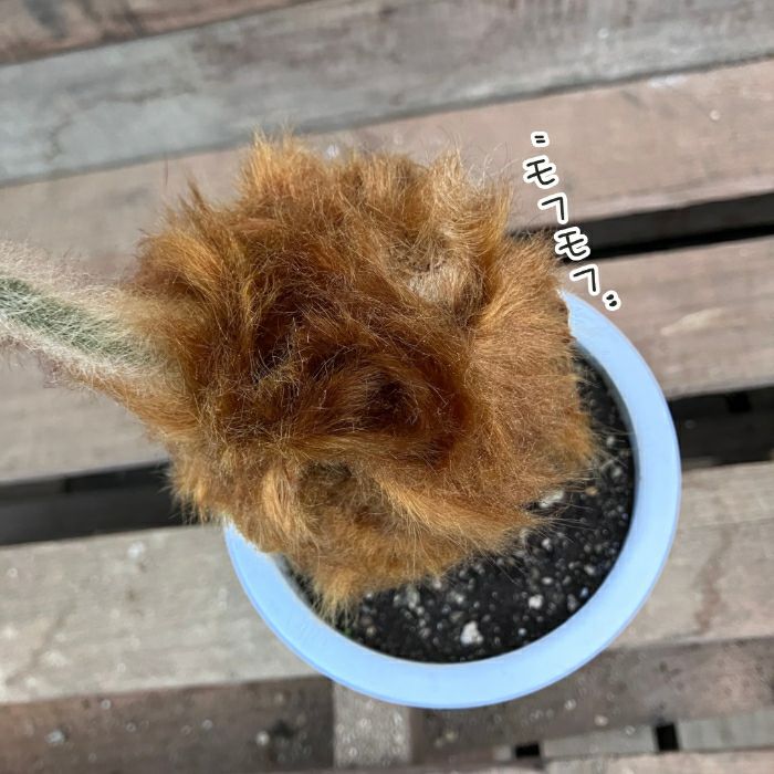 観葉植物現品販売