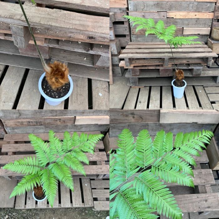 観葉植物現品販売