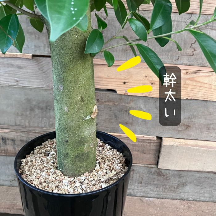 観葉植物現品販売