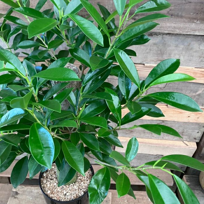 観葉植物現品販売