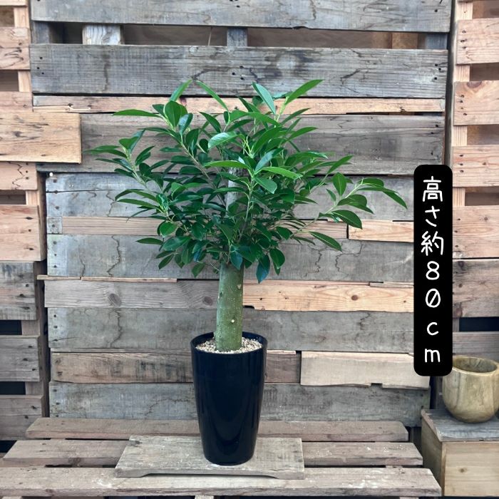 観葉植物現品販売