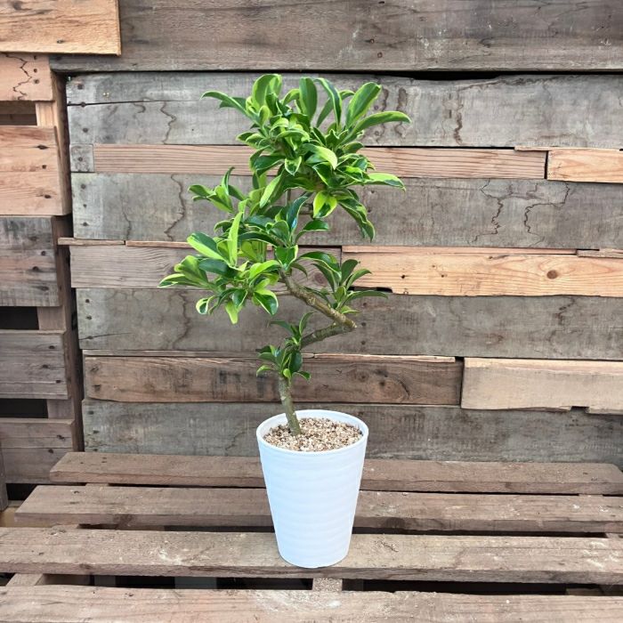 観葉植物現品販売