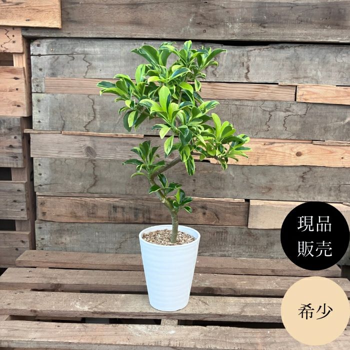 観葉植物現品販売