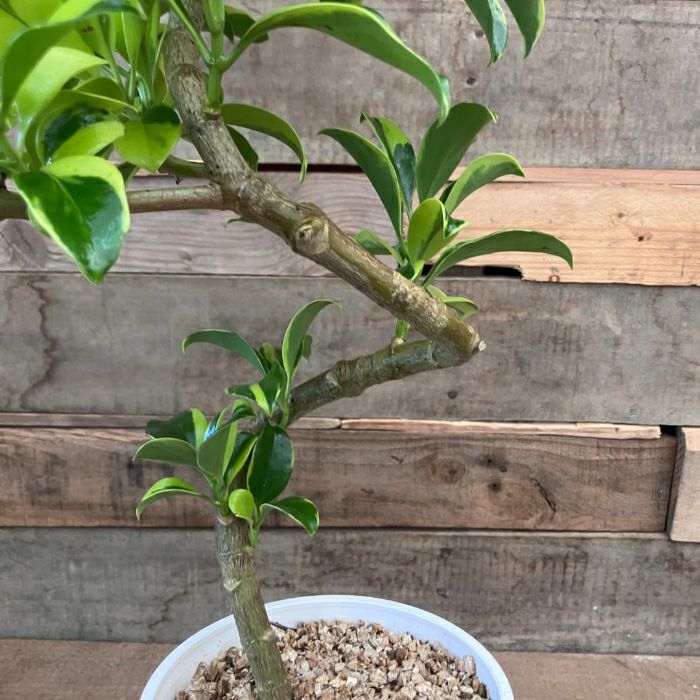 観葉植物現品販売