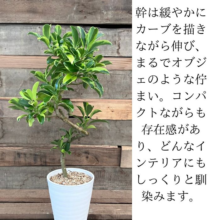 観葉植物現品販売