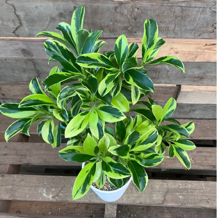 観葉植物現品販売