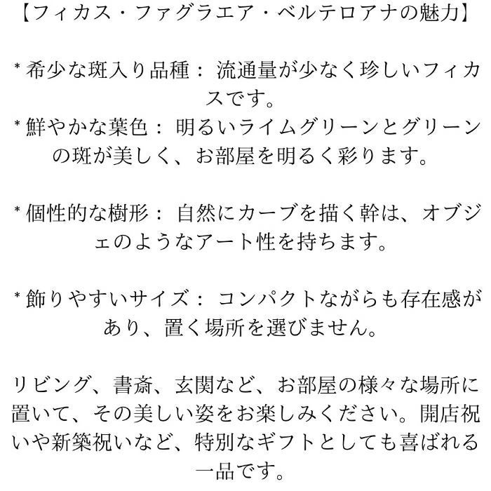 観葉植物現品販売