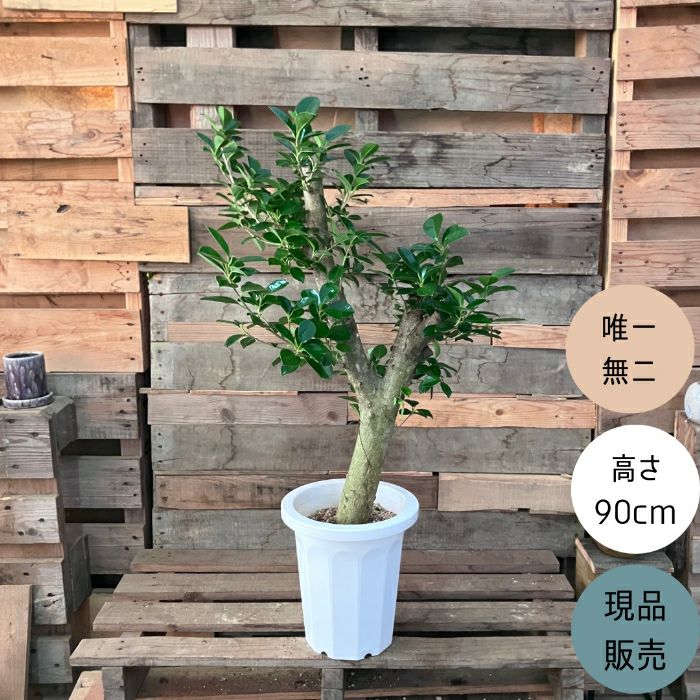 観葉植物現品販売