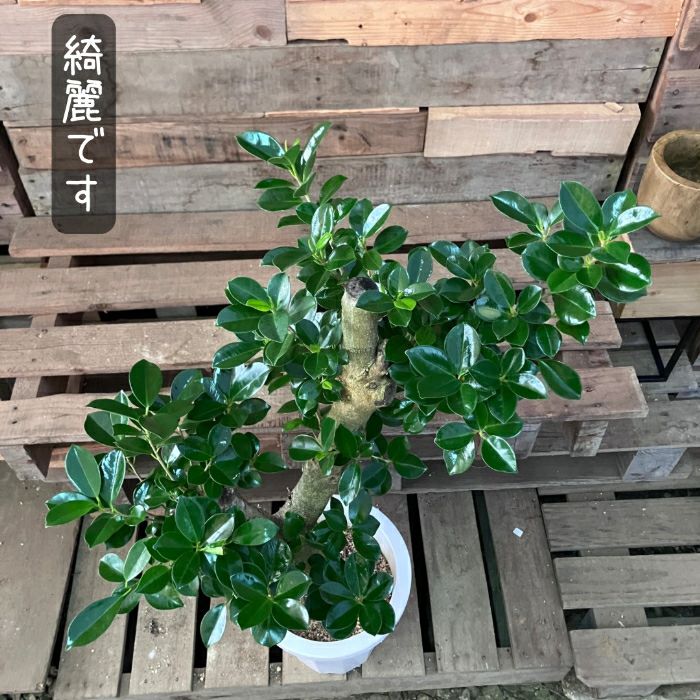 観葉植物現品販売
