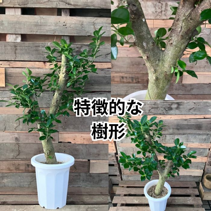 観葉植物現品販売