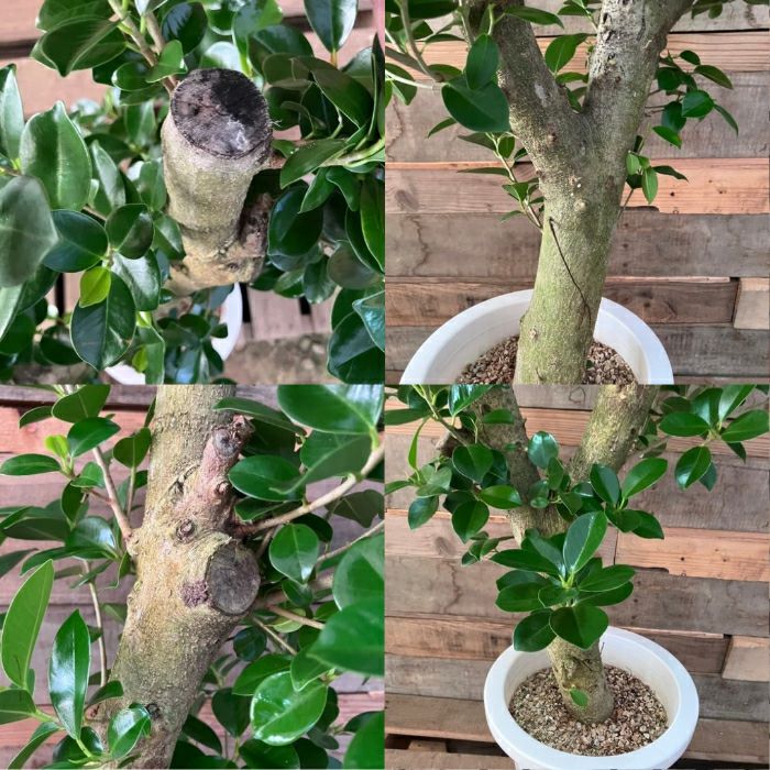 観葉植物現品販売