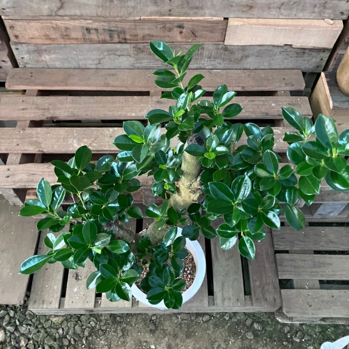 観葉植物現品販売