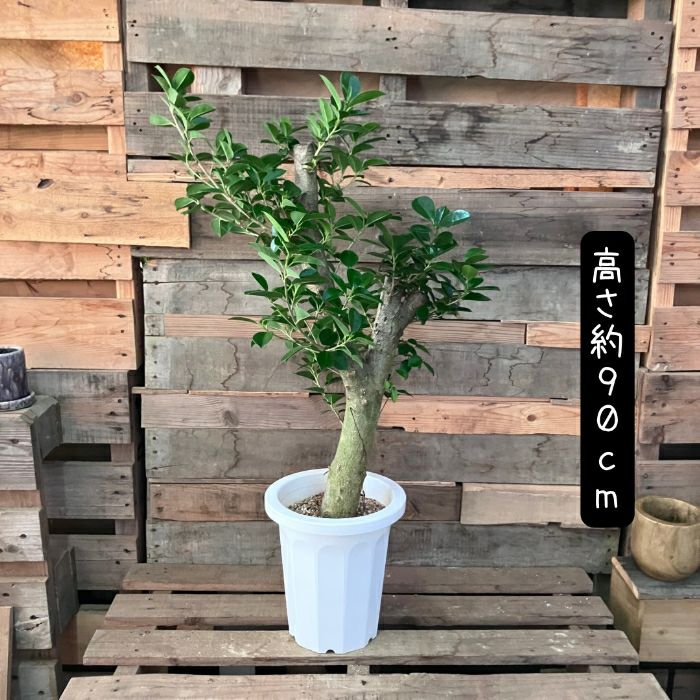 観葉植物現品販売