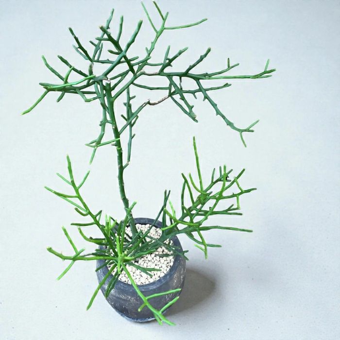 観葉植物 本物 【現品】 ミルクブッシュ（ミドリサンゴ） 唯一無二の樹