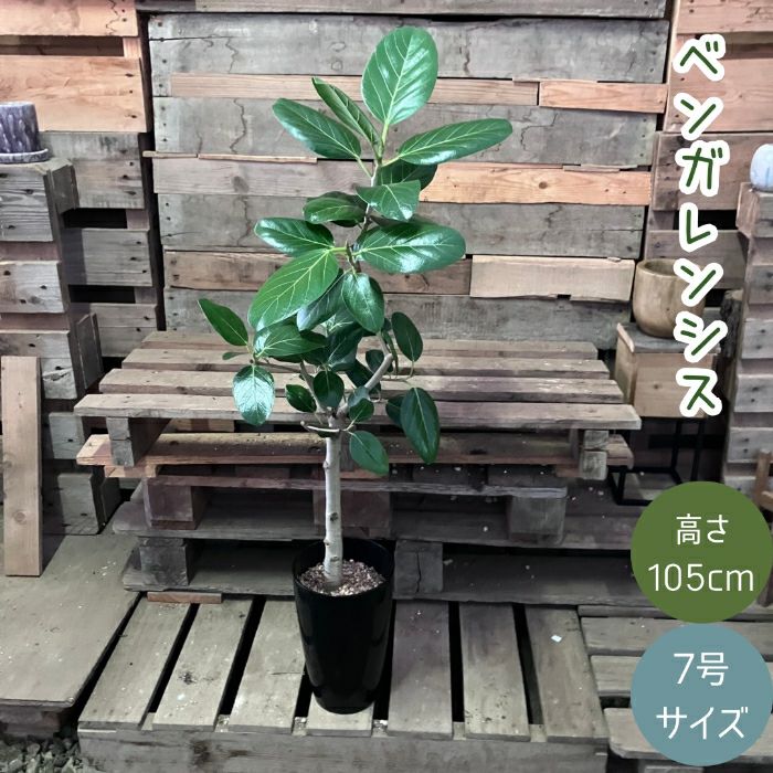 観葉植物現品販売