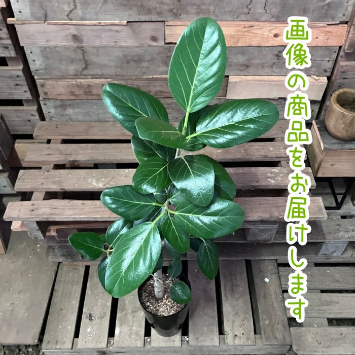 観葉植物現品販売