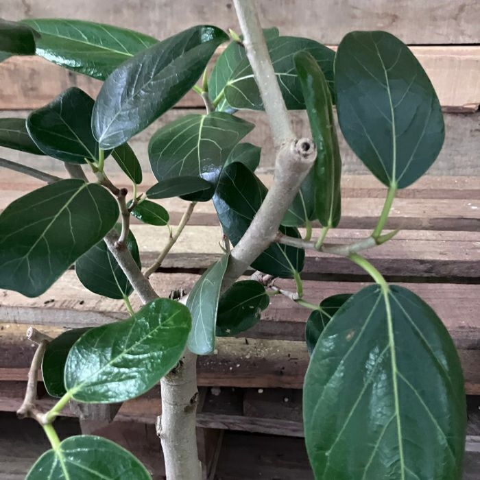 観葉植物現品販売