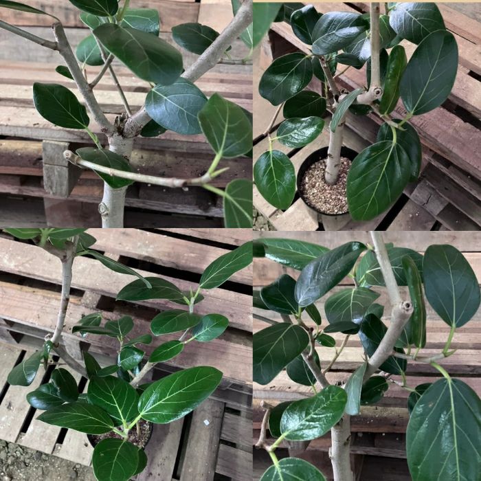 観葉植物現品販売