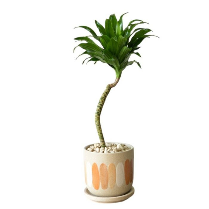 曲線美を楽しむ観葉植物｜ドラセナ・コンパクタ