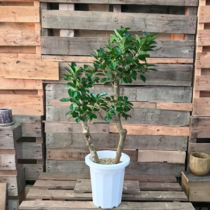 観葉植物 本物 【現品】 ガジュマル 8号サイズ 2本植え 唯一無二の樹形
