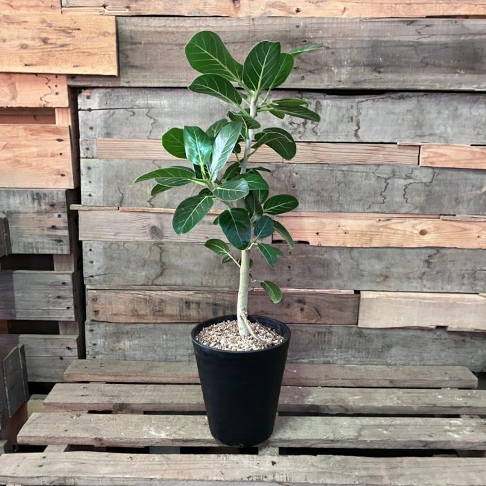 観葉植物現品販売