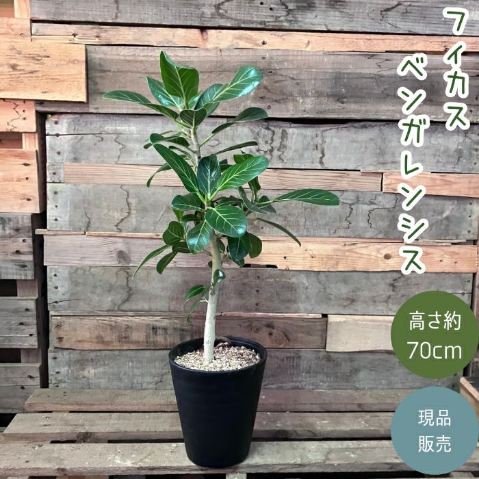 観葉植物現品販売