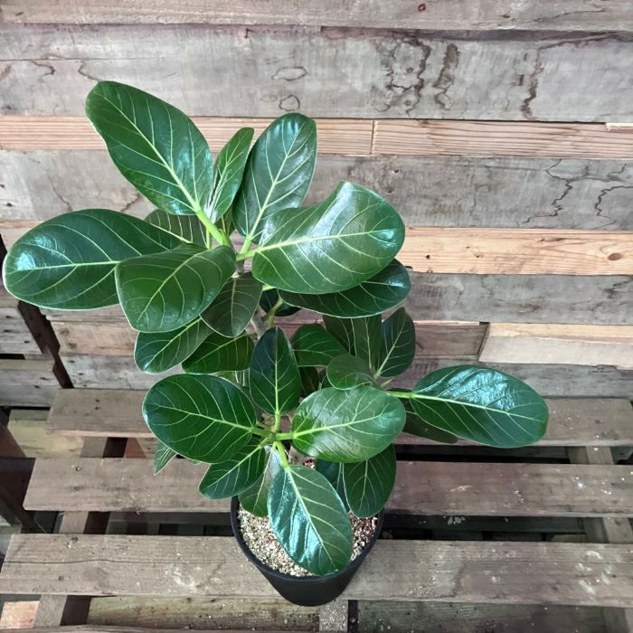 観葉植物現品販売