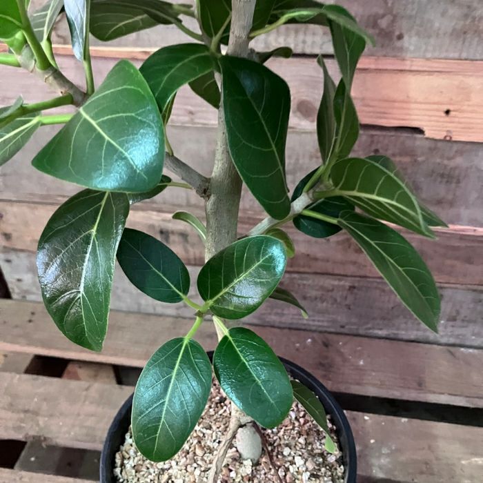 観葉植物現品販売