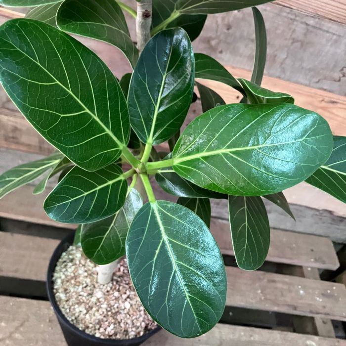 観葉植物現品販売