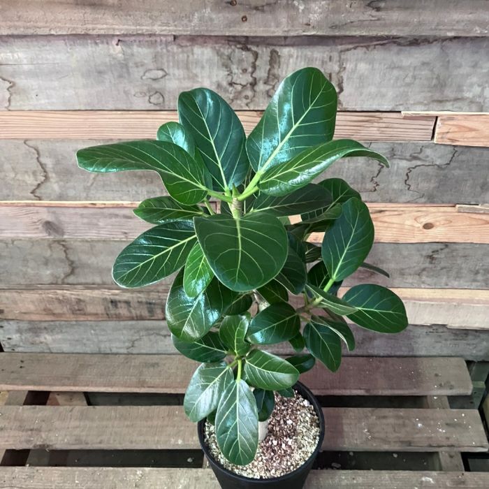 観葉植物現品販売