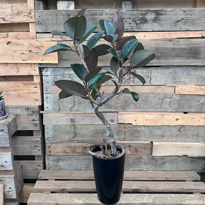 観葉植物現品販売