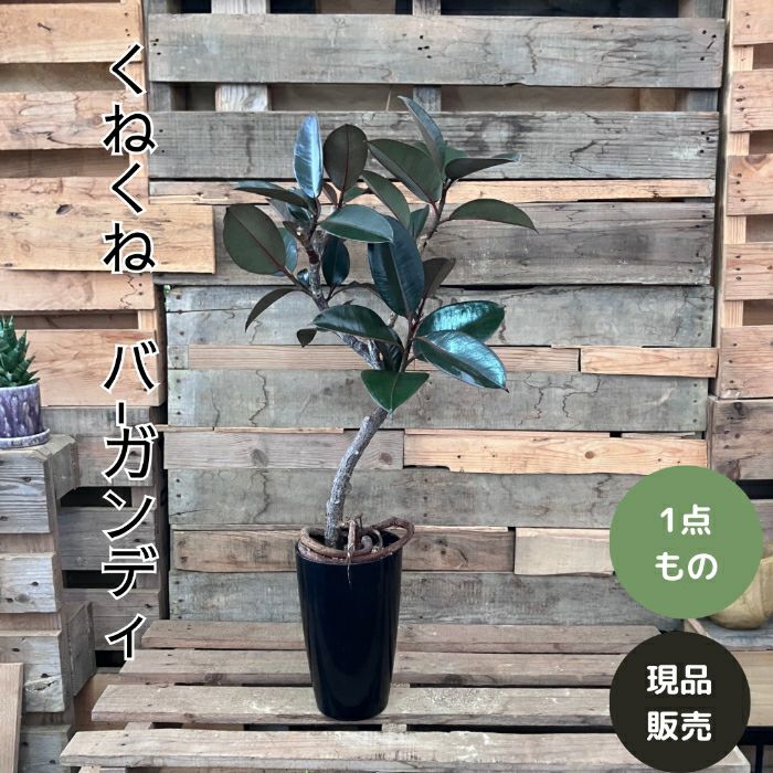 観葉植物現品販売