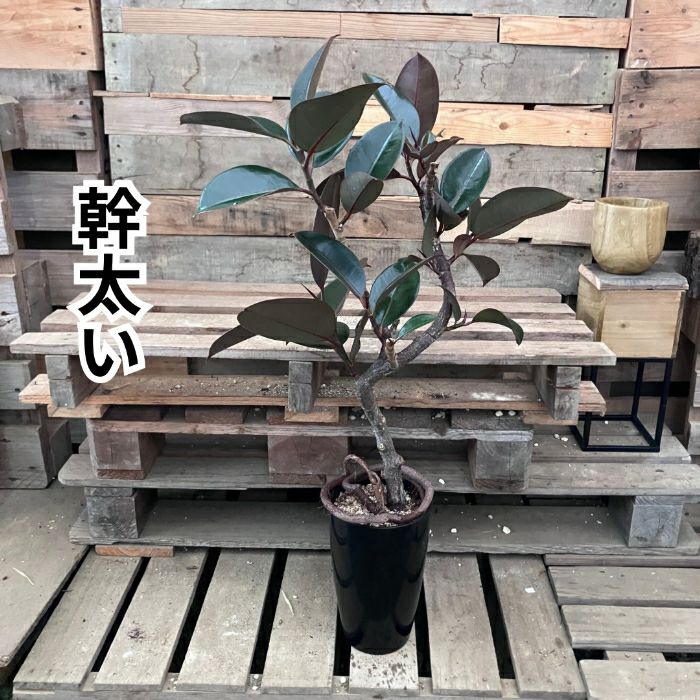 観葉植物現品販売